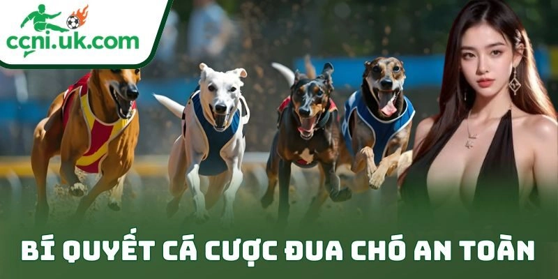 Bí Quyết Cá Cược Đua Chó An Toàn Cho Dân Chơi Bền Vốn 1 Bí Quyết Cá Cược Đua Chó An Toàn Cho Dân Chơi Bền Vốn